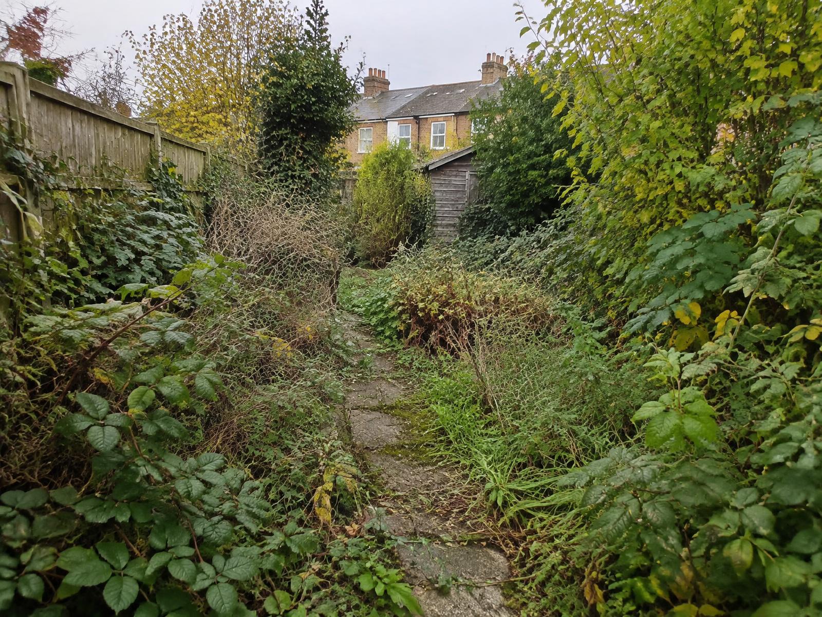 Overgrown British back garden with brambles and an obscured path